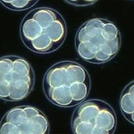 Embryons d'oursin au stade de division de 8 à 16 cellules